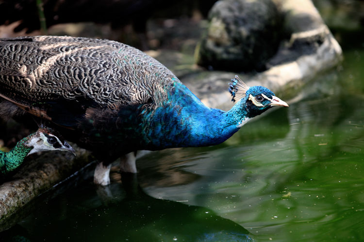 Peacock in water