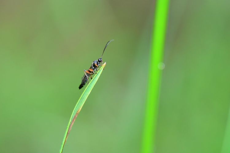 Close-up of insect on grass in green nature with copy space 