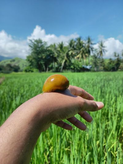 Close-up of hand holding fruit on field