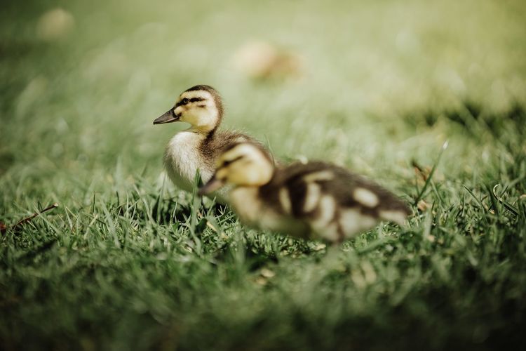 Close-up of a duckling on field
