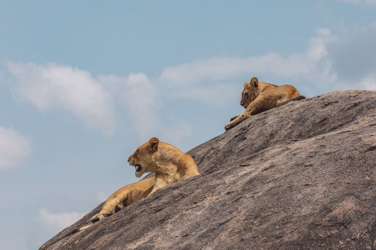 Lioness and cub standing on a rock against the sky