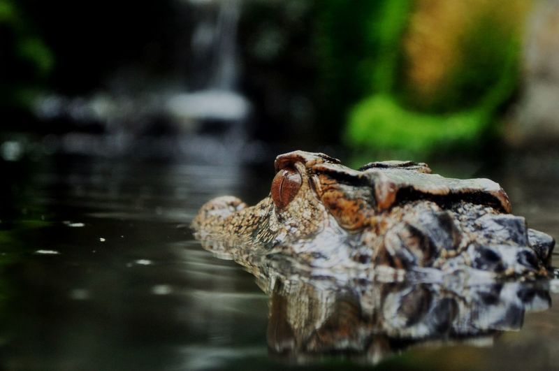 Close-up of crocodile in lake