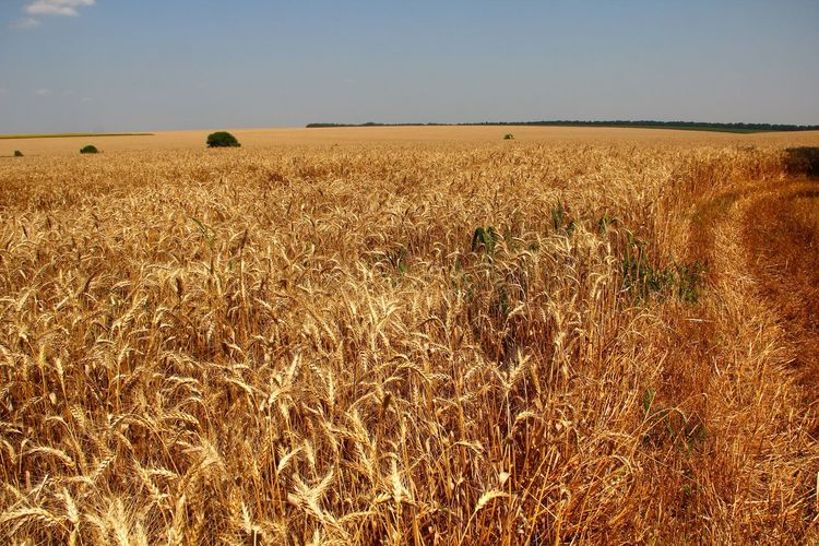 Scenic view of wheat field against clear sky
