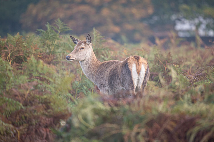 Deer standing in field during autumn