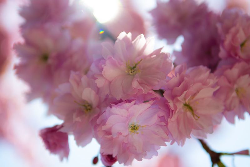 Close-up of pink cherry blossoms