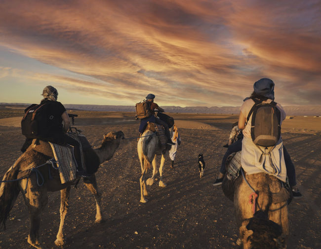 Group of tourists riding camels in the desert - zagora, morocco