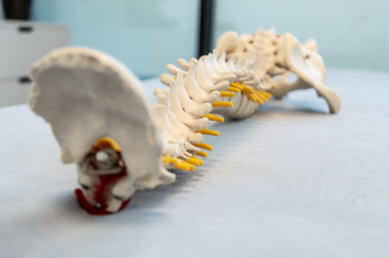 Close-up of spine anatomical model on table