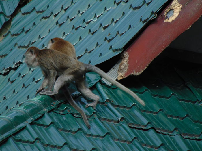 Low angle view of monkey on roof