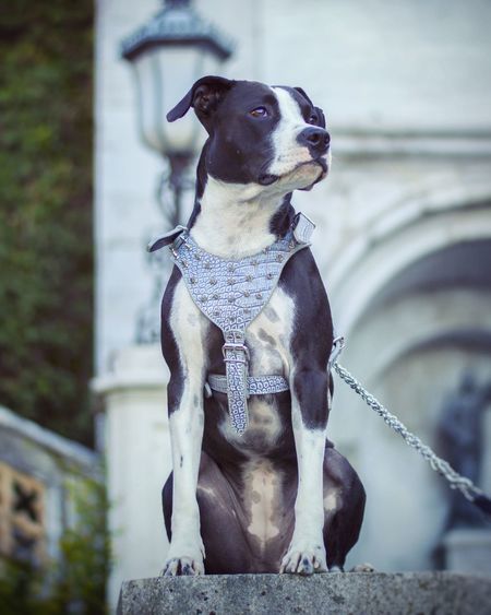 Close-up of dog sitting outdoors