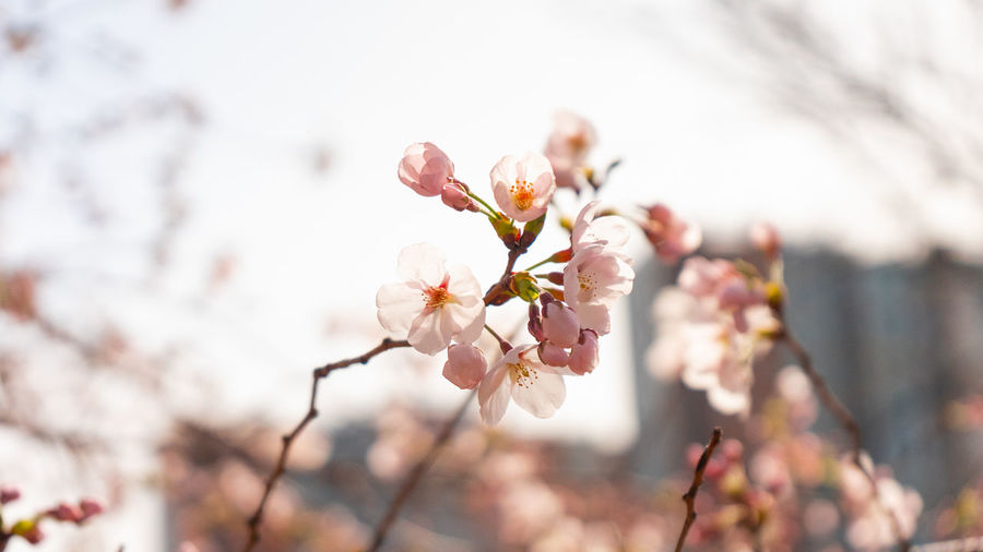 Close-up of cherry blossom tree