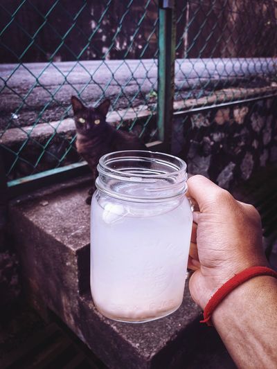 Close-up of hand holding glass with cat