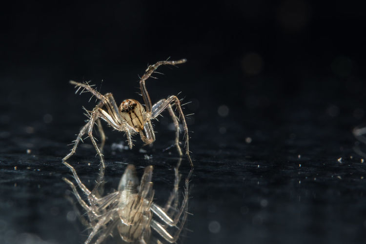 Close-up of spider on wet floor