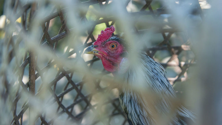Close-up of rooster in cage