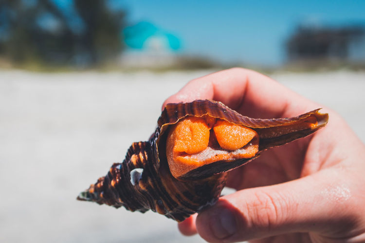 Cropped image of hand holding sea shell with orange peel