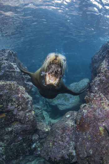 Sea lion swimming under sea