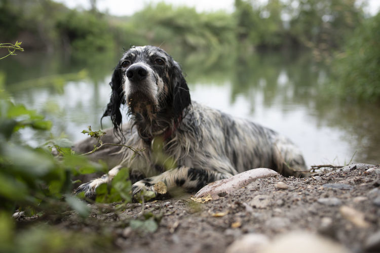 English setter dog lying after a bath in the river during a vacation.