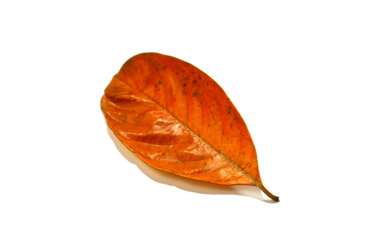 Close-up of orange leaf against white background