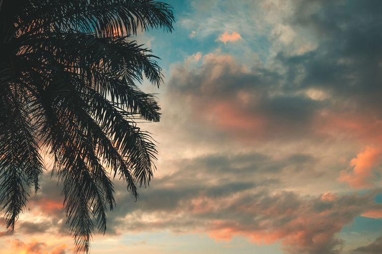 Low angle view of silhouette palm tree against orange sky