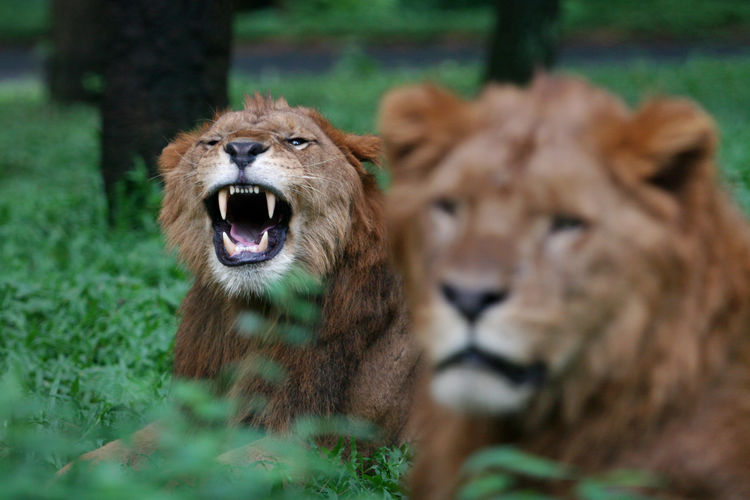 Lion roaring on field