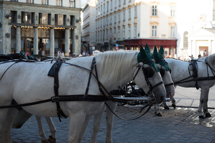 Horse cart in city
