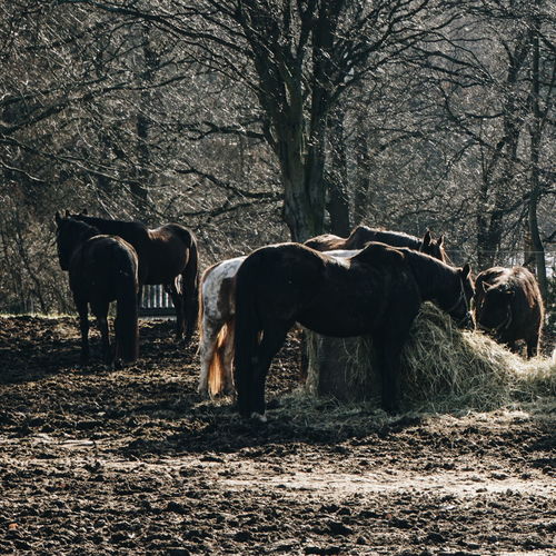 Horses in a field