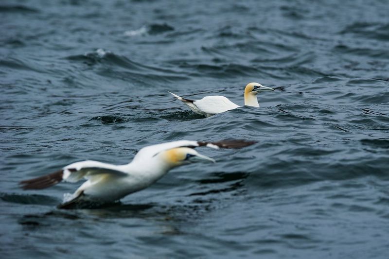 Birds flying over water