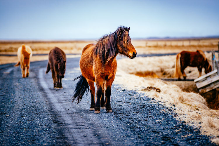 Horses on road against sky