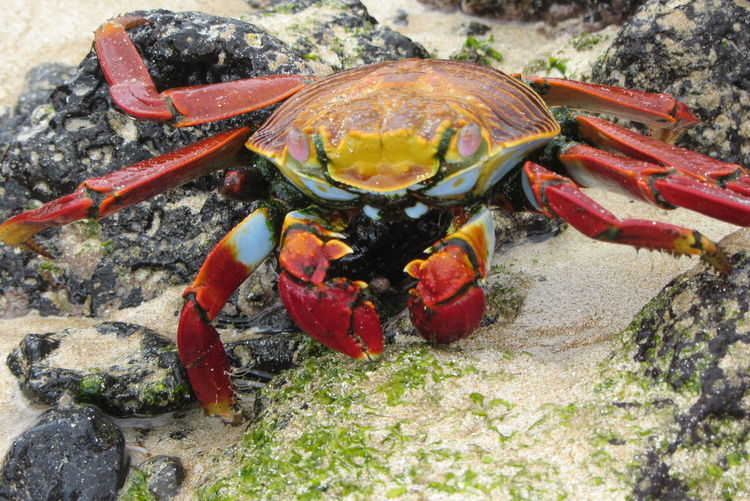Close-up of crab on rock by sea