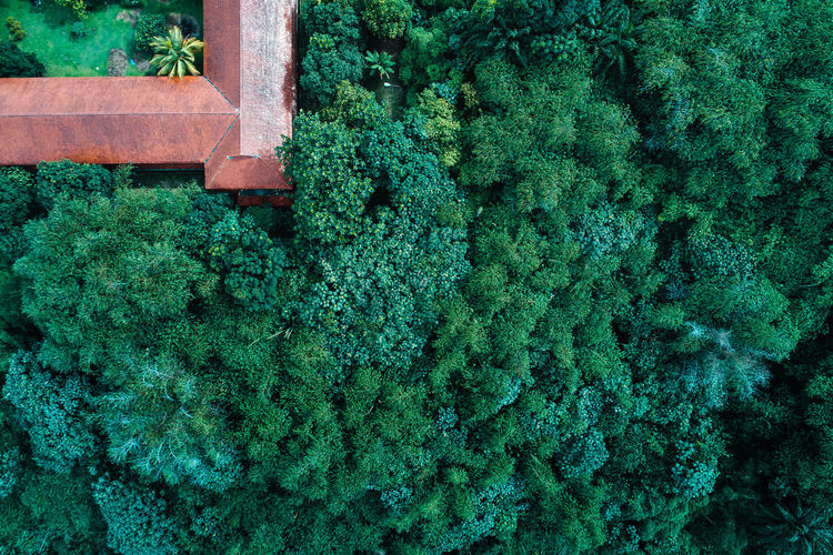 High angle view of fresh green plants