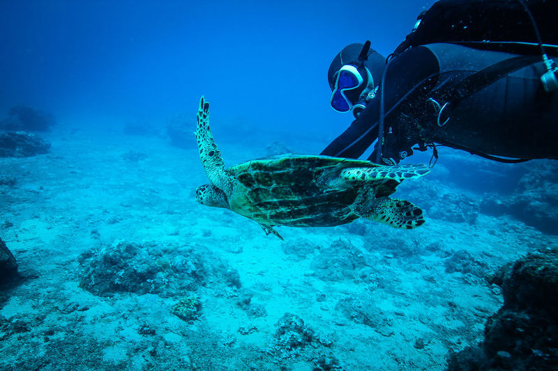 Scuba diver swimming with green turtle in sea