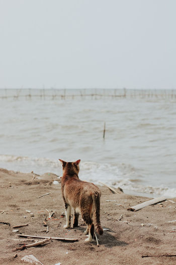 Cat standing on shore at beach