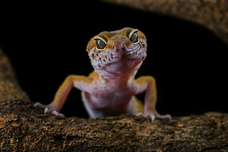 Close-up portrait of lizard on tree trunk