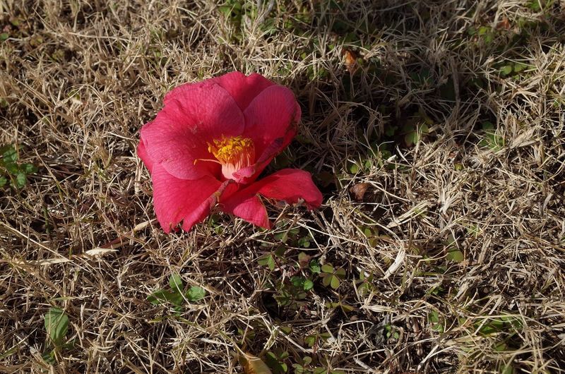 Close-up of red flower blooming on field
