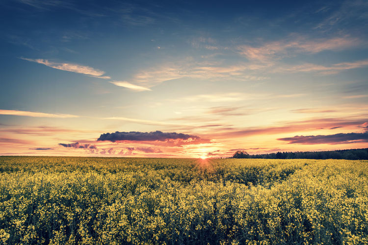 Scenic view of field against sky during sunset