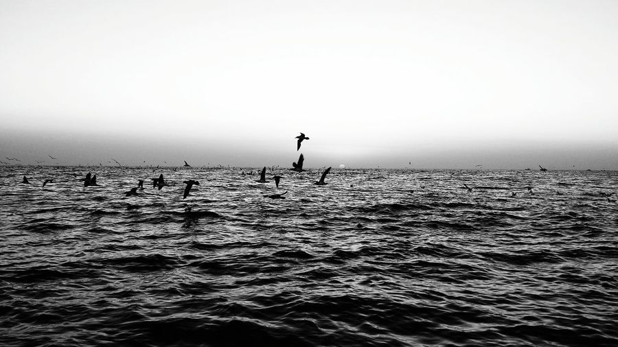 Silhouette man by sea against clear sky