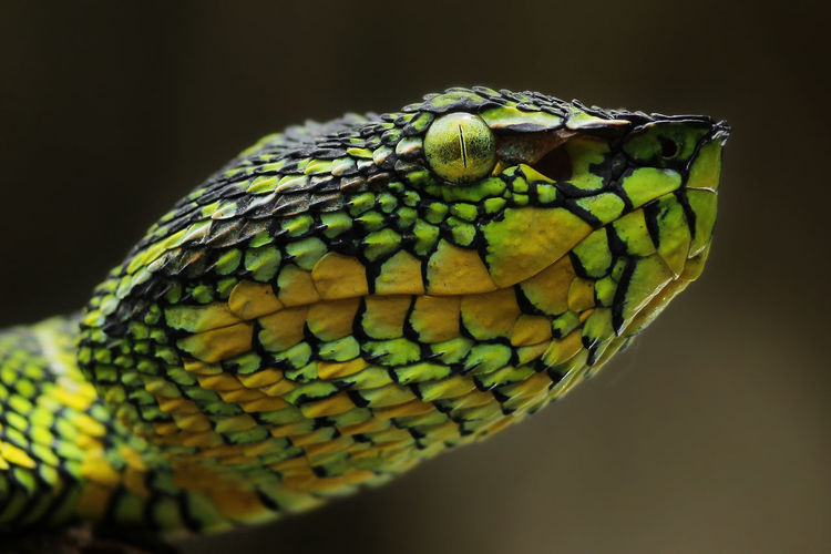 Close-up of lizard