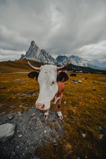 Cow standing on field against cloudy sky