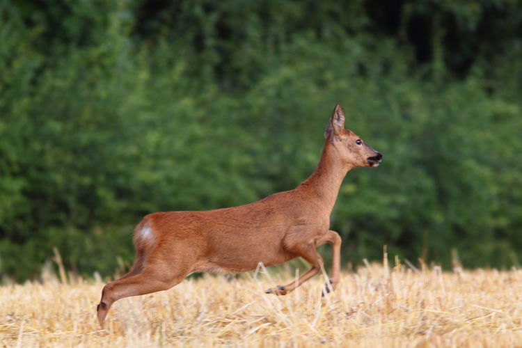 Side view of deer running on field against plants in forest