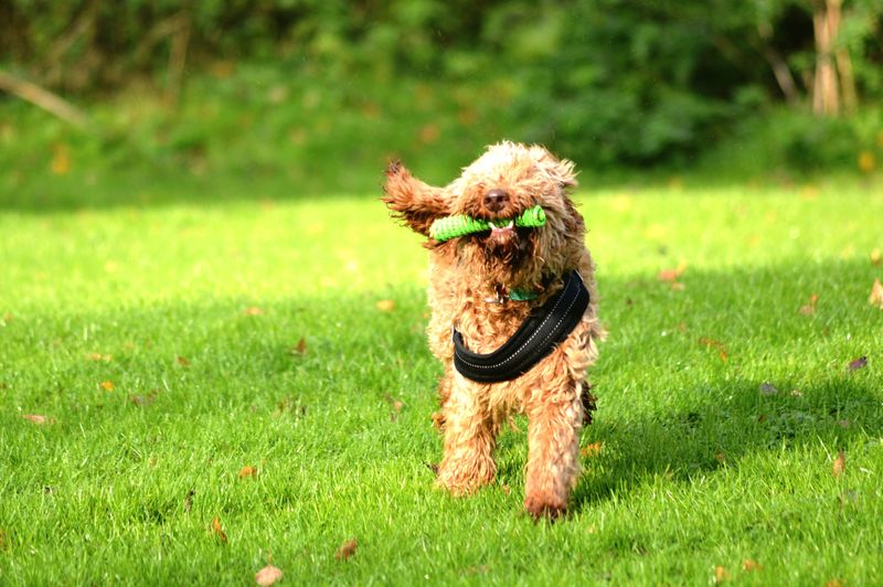 Dog running on grassy field