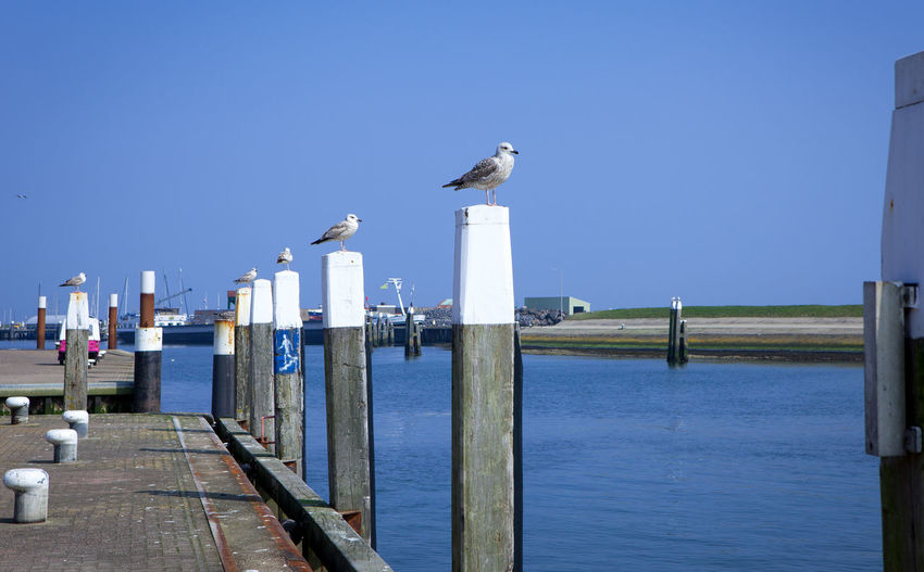 Seagull perching on wooden post by sea against clear blue sky