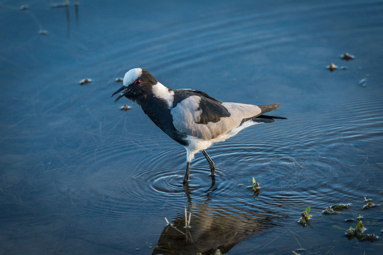 Close-up of blacksmith lapwing wading in pond
