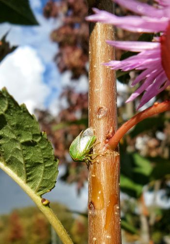 Close-up of plant