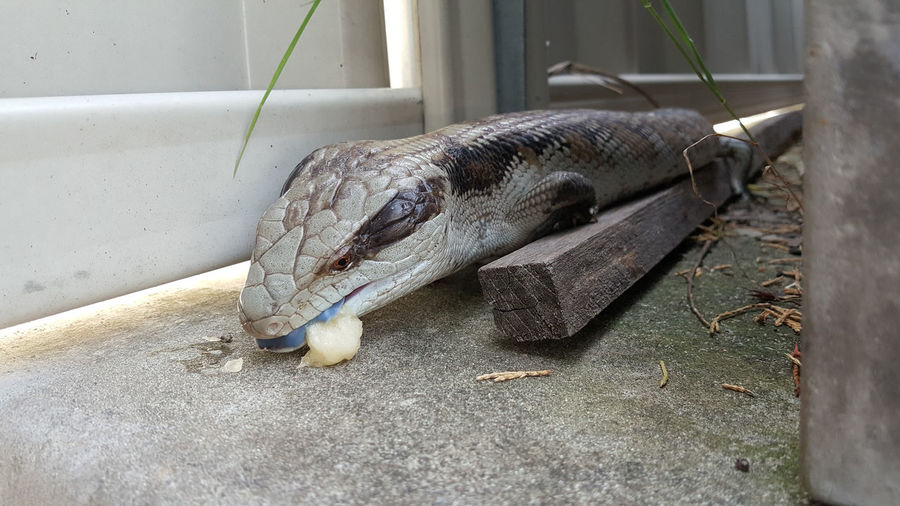 Blue-tongued skinks or lizard feeding on the ground. known as blueys, not venomous,  skink family. 