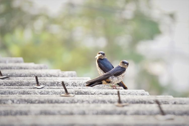 A pair of birds perching on roof tile