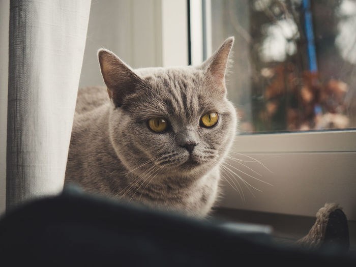 Close-up portrait of cat relaxing on window sill