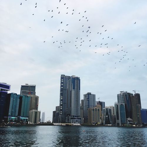 Birds flying over river in city