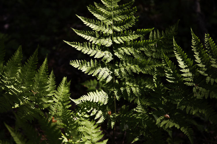 Fern in a shady forest with high contrasts