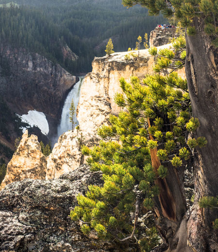View of trees on cliff