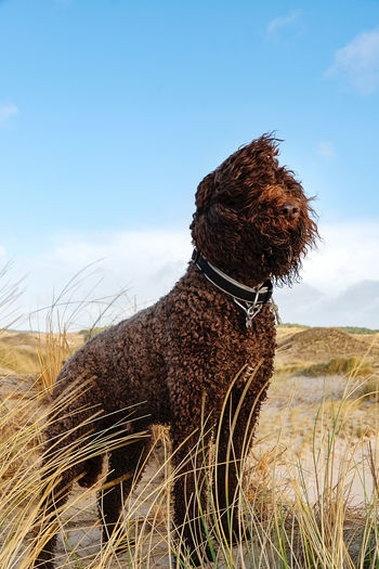 Dog enjoying fresh breeze in dunes