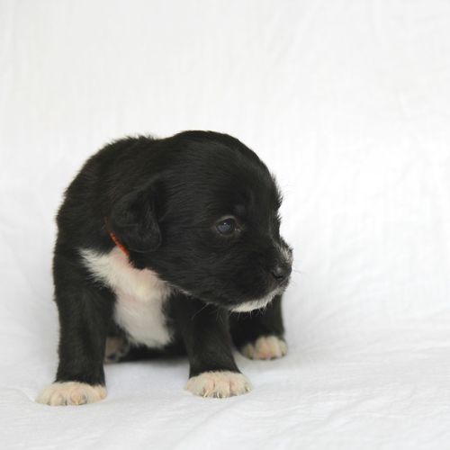 Puppy looking away against white background